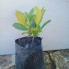 Sweet Vibernum 15cm