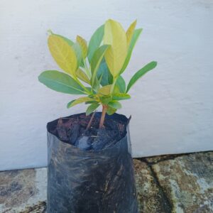 Sweet Vibernum 15cm