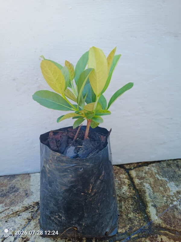 Sweet Vibernum 15cm