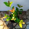 Sweet Viburnum 10L