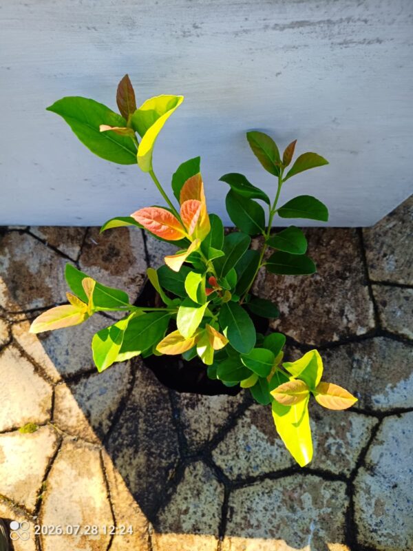 Sweet Viburnum 10L