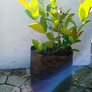 Sweet Viburnum 10L