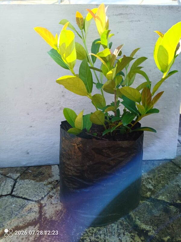 Sweet Viburnum 10L
