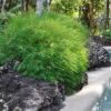 POGONATHERUM PANICEUM Panda Grass