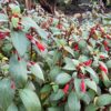 1000621737-1.jpg Kohleria eriantha (Wooly Kohleria)