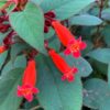 1000621738-1.jpg Kohleria eriantha (Wooly Kohleria)
