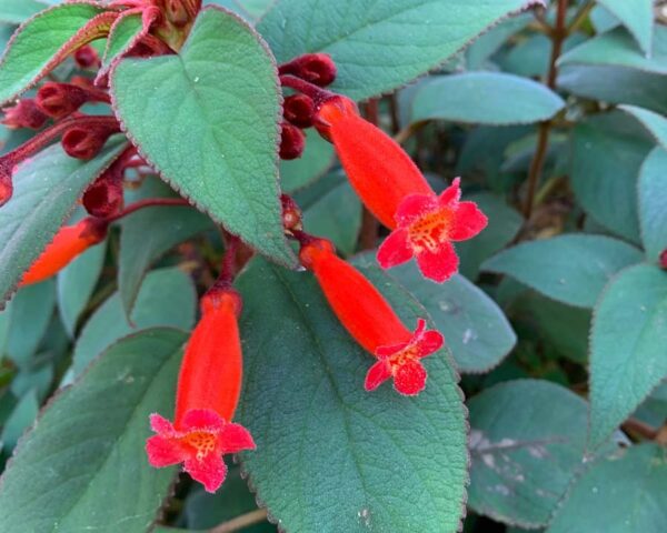 1000621738-1.jpg Kohleria eriantha (Wooly Kohleria)