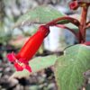 1000621741-1-scaled.jpg Kohleria eriantha (Wooly Kohleria)