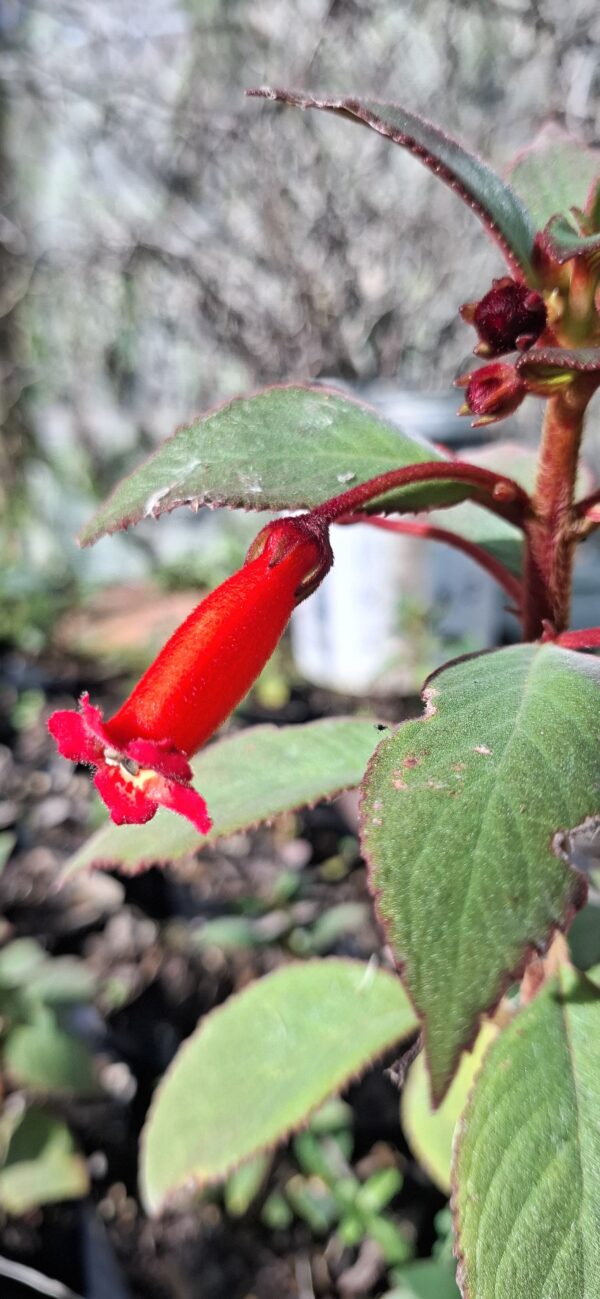 1000621741-1-scaled.jpg Kohleria eriantha (Wooly Kohleria)