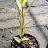 Epidendrum Orchid Red  (Poor Man/Reed Orchid)15cm