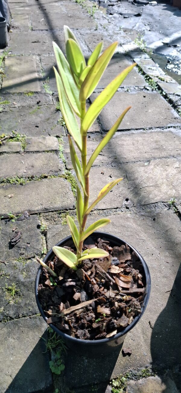 Epidendrum Orchid Red  (Poor Man/Reed Orchid)15cm