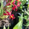 Epidendrum Orchid Red  (Poor Man/Reed Orchid)15cm