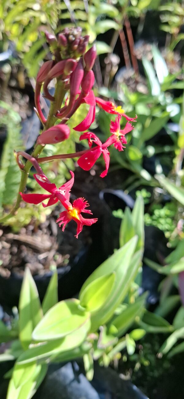 Epidendrum Orchid Red  (Poor Man/Reed Orchid)15cm