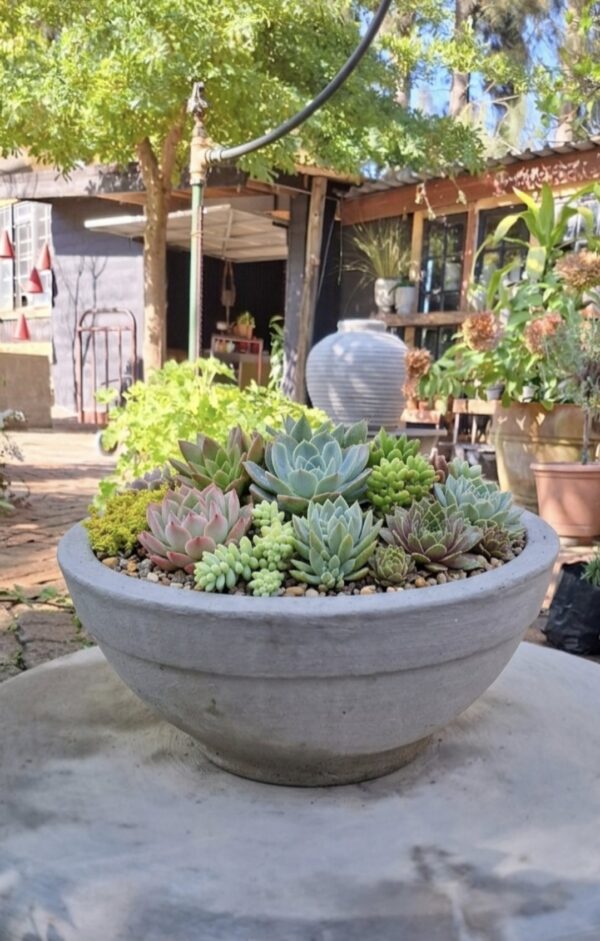 1000629450.jpg Classic Single-Rim Low Bowl