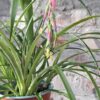 1000629638-scaled.jpg Bromeliad Queen's Tears (Billbergia nutans)