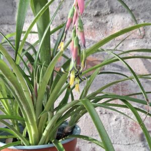 1000629638-scaled.jpg Bromeliad Queen's Tears (Billbergia nutans)