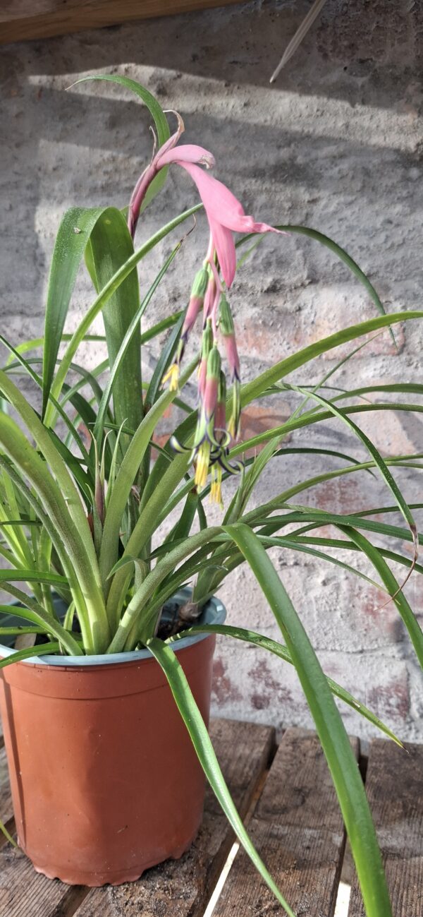 1000629638-scaled.jpg Bromeliad Queen's Tears (Billbergia nutans)