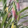 1000629639-scaled.jpg Bromeliad Queen's Tears (Billbergia nutans)