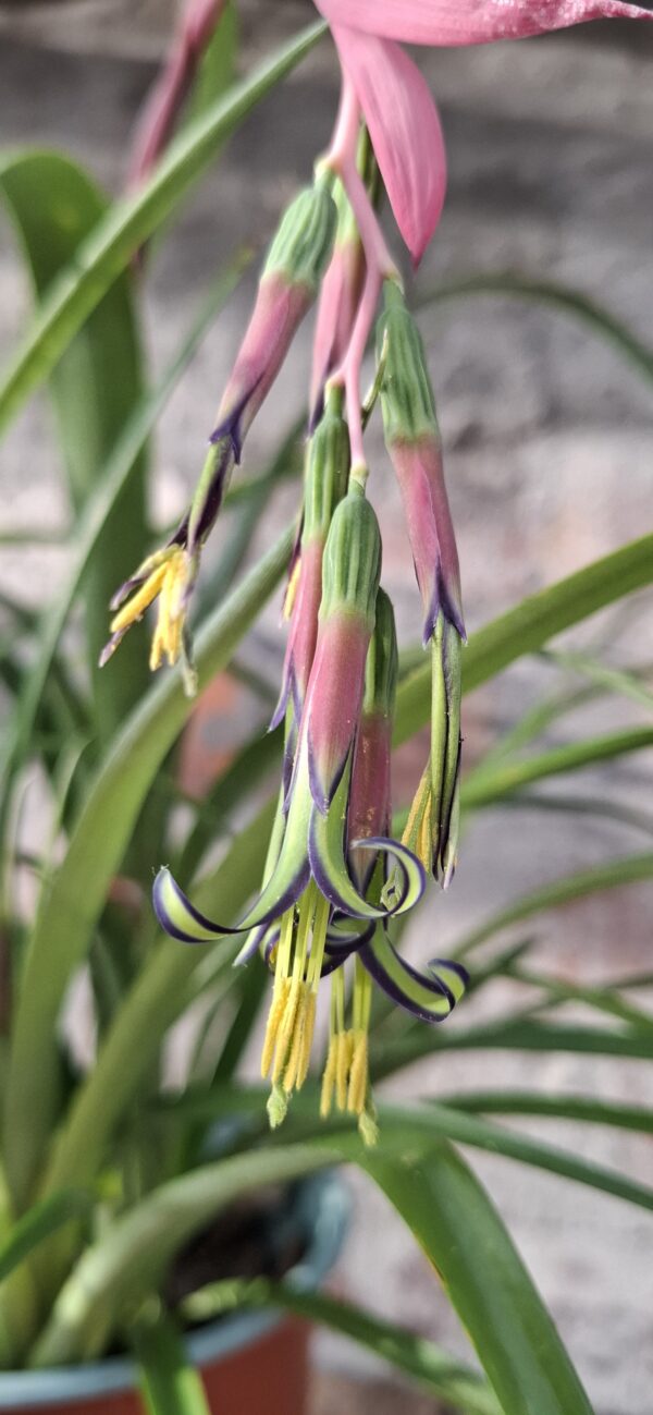 1000629639-scaled.jpg Bromeliad Queen's Tears (Billbergia nutans)