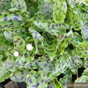 1000631551.jpg Drimiopsis maculata (African False Hosta / Leopard Plant)