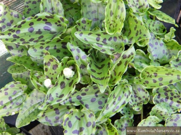 1000631551.jpg Drimiopsis maculata (African False Hosta / Leopard Plant)