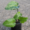 1000631556.png Drimiopsis maculata (African False Hosta / Leopard Plant)