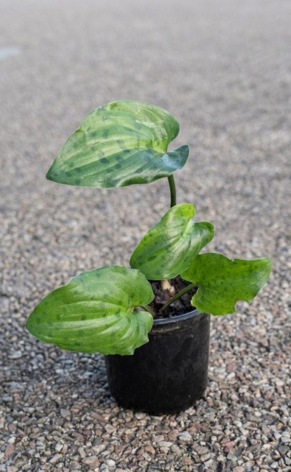 1000631556.png Drimiopsis maculata (African False Hosta / Leopard Plant)