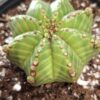 1000633360.jpg Euphorbia Meloformis