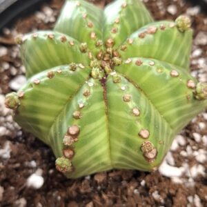 1000633360.jpg Euphorbia Meloformis