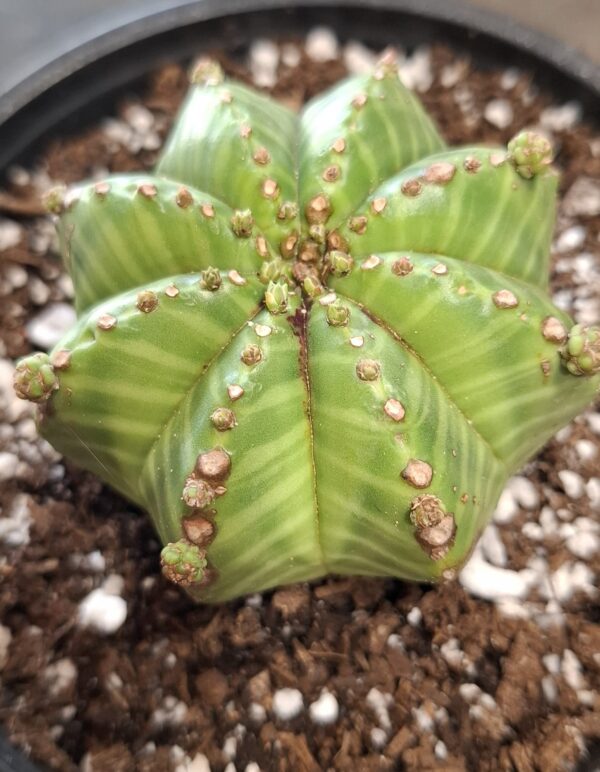 1000633360.jpg Euphorbia Meloformis