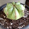 1000633361-scaled.jpg Euphorbia Meloformis