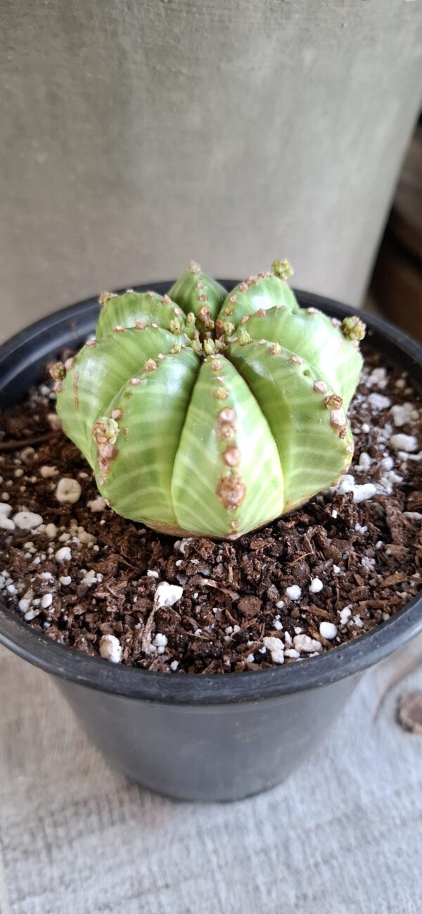 1000633361-scaled.jpg Euphorbia Meloformis