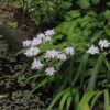 1000638601.jpg Iris Confusa