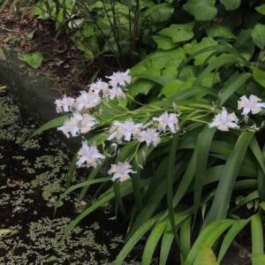 Iris Confusa