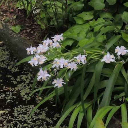 1000638601.jpg Iris Confusa