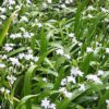 1000638602.jpg Iris Confusa