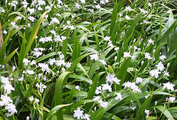 1000638602.jpg Iris Confusa