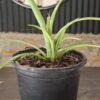 1000638640-scaled.jpg Bromeliad Queen's Tears (Billbergia nutans)