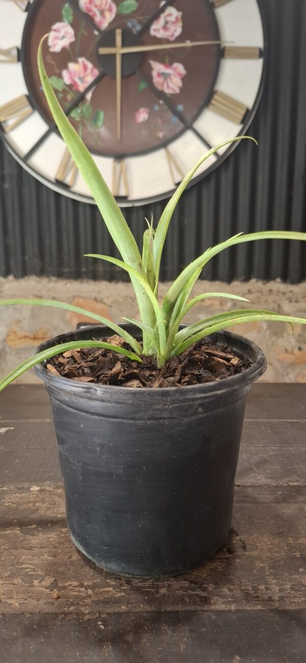 1000638640-scaled.jpg Bromeliad Queen's Tears (Billbergia nutans)