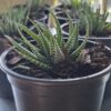 Zebra Haworthia