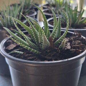 Zebra Haworthia