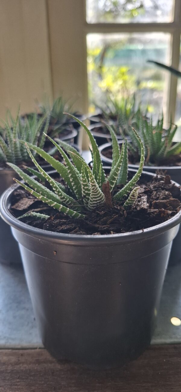 Zebra Haworthia