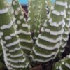 Zebra Haworthia