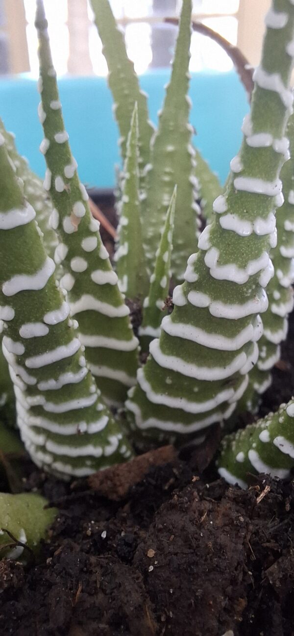 Zebra Haworthia