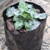 Heuchera "Coral Bells" (colour unknown)