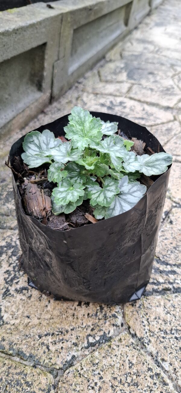 Heuchera "Coral Bells" (colour unknown)