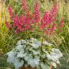 Heuchera "Coral Bells" (colour unknown)
