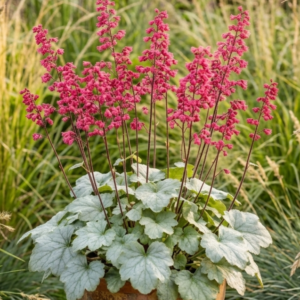 Heuchera "Coral Bells" (colour unknown)