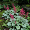 Heuchera "Coral Bells" (colour unknown)