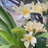Yellow Clivia